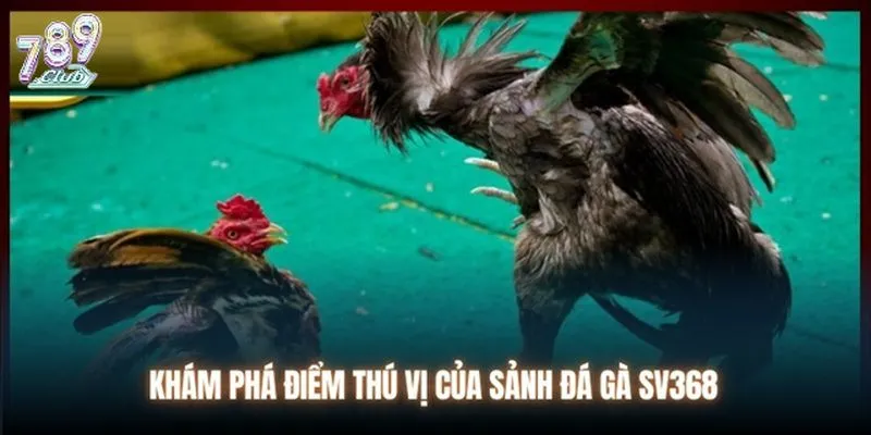 Những yếu tố tạo nên sự chuyên nghiệp của đá gà SV368