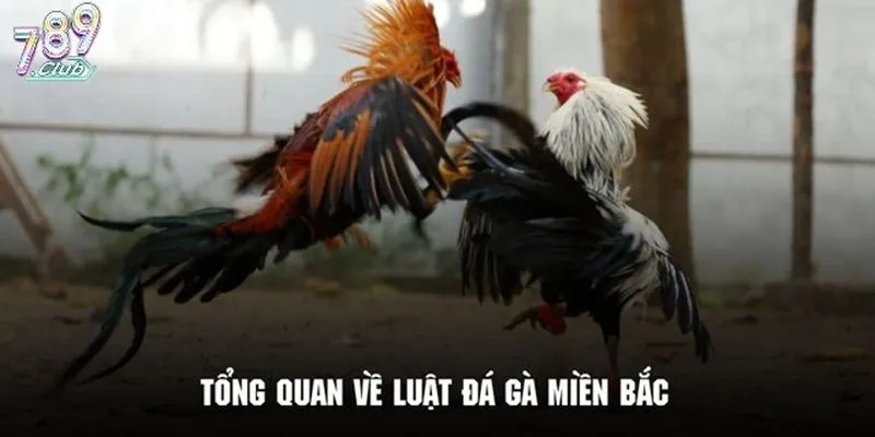 Khám phá luật đá gà miền Bắc vô cùng đơn giản